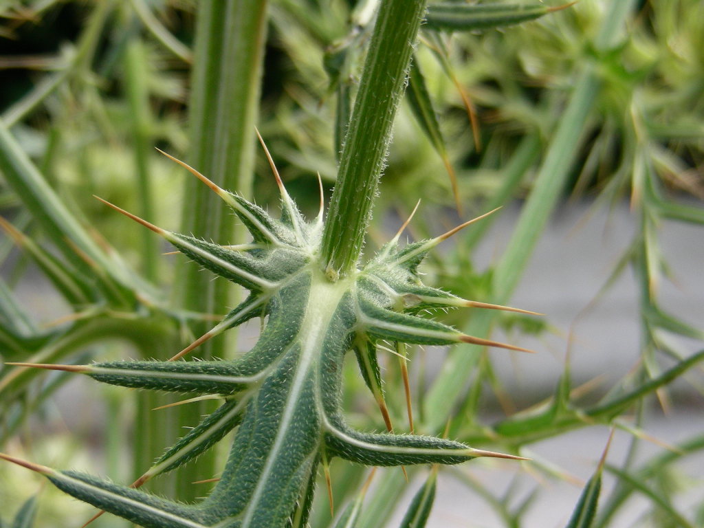 Cirsium eriophorum